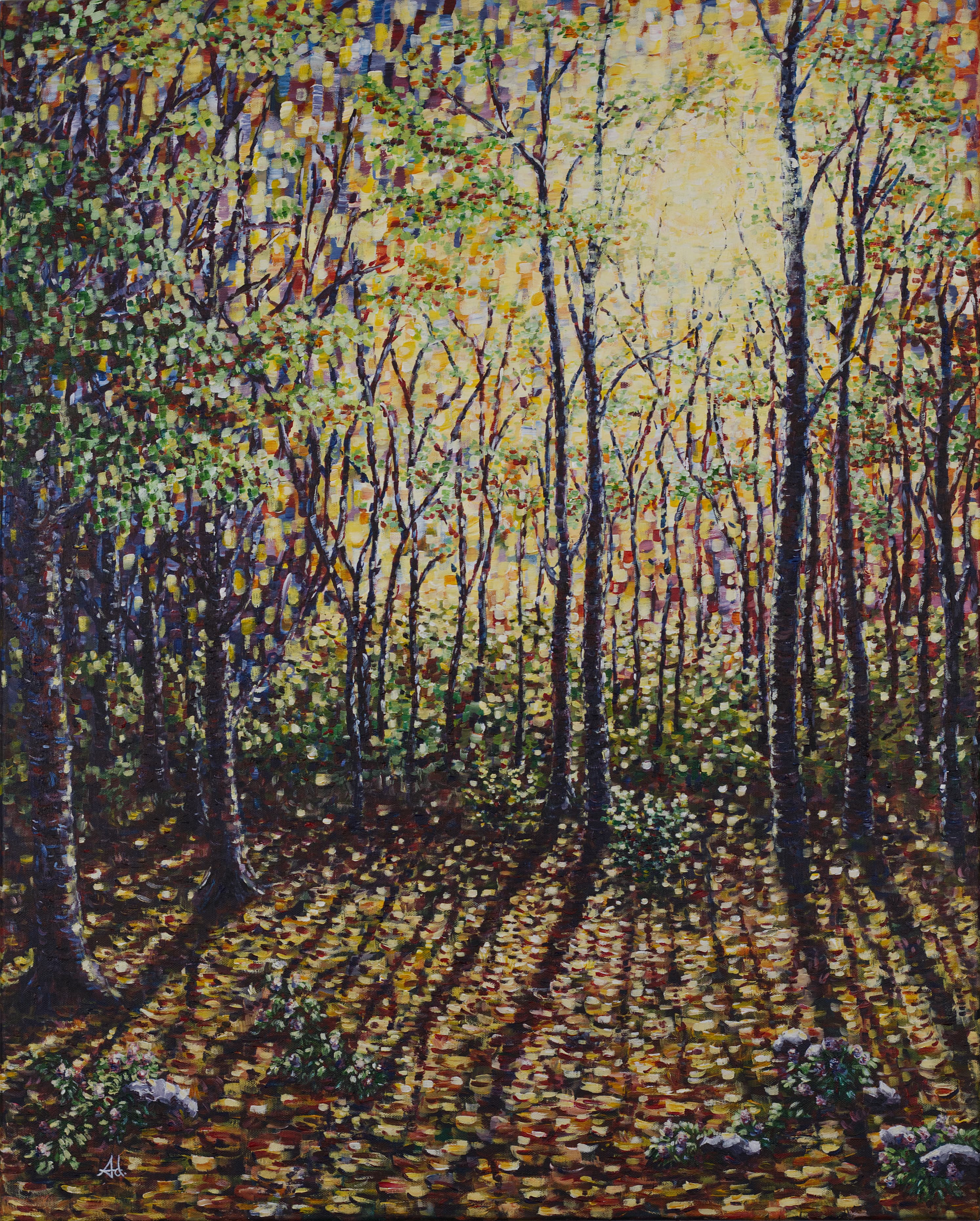 Sun in the Birch Grove